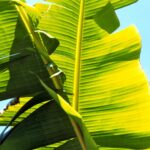 Gwatemala / Dominika Zaręba