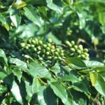 Gwatemala / Dominika Zaręba