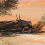 Pustynia Namib / Małgorzata Anna Jóźwiak i Marek Jóźwiak