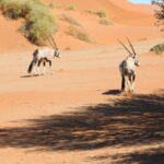 Pustynia Namib / Małgorzata Anna Jóźwiak i Marek Jóźwiak