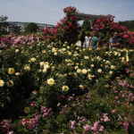 Kielce. Darmowe zwiedzanie Ogrodu Botanicznego / Jarosław Kubalski / Radio Kielce