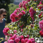 Kielce. Darmowe zwiedzanie Ogrodu Botanicznego / Jarosław Kubalski / Radio Kielce