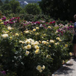 Kielce. Darmowe zwiedzanie Ogrodu Botanicznego / Jarosław Kubalski / Radio Kielce