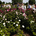 Kielce. Darmowe zwiedzanie Ogrodu Botanicznego / Jarosław Kubalski / Radio Kielce