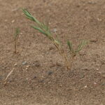 Pustynia Tengger / Małgorzata Anna Jóźwiak i Marek Jóźwiak