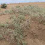 Pustynia Tengger / Małgorzata Anna Jóźwiak i Marek Jóźwiak