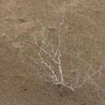 Pustynia Tengger / Małgorzata Anna Jóźwiak i Marek Jóźwiak