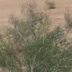 Pustynia Tengger / Małgorzata Anna Jóźwiak i Marek Jóźwiak