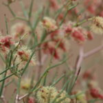 Pustynia Tengger / Małgorzata Anna Jóźwiak i Marek Jóźwiak