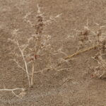 Pustynia Tengger / Małgorzata Anna Jóźwiak i Marek Jóźwiak