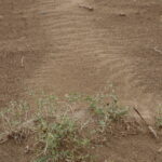 Pustynia Tengger / Małgorzata Anna Jóźwiak i Marek Jóźwiak