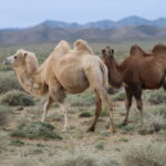 Pustynia Tengger / Małgorzata Anna Jóźwiak i Marek Jóźwiak