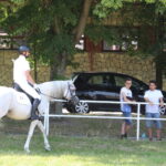 X Mistrzostwa Polski Koni Arabskich w Michałowie. Półfinały / Marta Gajda / Radio Kielce