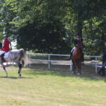 X Mistrzostwa Polski Koni Arabskich w Michałowie. Półfinały / Marta Gajda / Radio Kielce