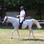 X Mistrzostwa Polski Koni Arabskich w Michałowie. Półfinały / Marta Gajda / Radio Kielce