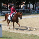 X Mistrzostwa Polski Koni Arabskich w Michałowie. Półfinały / Marta Gajda / Radio Kielce