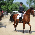 X Mistrzostwa Polski Koni Arabskich w Michałowie. Półfinały / Marta Gajda / Radio Kielce