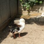 Złota. „Ptaszarnia” / Marta Gajda / Radio Kielce