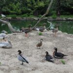 Złota. „Ptaszarnia” / Marta Gajda / Radio Kielce