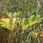 Barszcz Sosnowskiego rosnący wzdłuż drogi na odcinku Włochy-Szarbków / Marta Gajda / Radio Kielce