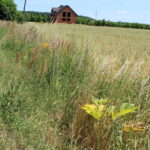 Barszcz Sosnowskiego rosnący wzdłuż drogi na odcinku Włochy-Szarbków / Marta Gajda / Radio Kielce