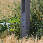 Barszcz Sosnowskiego rosnący wzdłuż drogi na odcinku Włochy-Szarbków / Marta Gajda / Radio Kielce