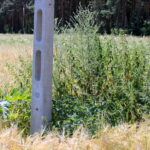 Barszcz Sosnowskiego rosnący wzdłuż drogi na odcinku Włochy-Szarbków / Marta Gajda / Radio Kielce