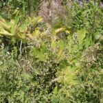 Barszcz Sosnowskiego rosnący wzdłuż drogi na odcinku Włochy-Szarbków / Marta Gajda / Radio Kielce