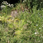 Barszcz Sosnowskiego rosnący wzdłuż drogi na odcinku Włochy-Szarbków / Marta Gajda / Radio Kielce