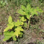 Barszcz Sosnowskiego rosnący wzdłuż drogi na odcinku Włochy-Szarbków / Marta Gajda / Radio Kielce