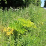 Barszcz Sosnowskiego rosnący wzdłuż drogi na odcinku Włochy-Szarbków / Marta Gajda / Radio Kielce