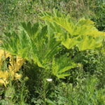 Barszcz Sosnowskiego rosnący wzdłuż drogi na odcinku Włochy-Szarbków / Marta Gajda / Radio Kielce