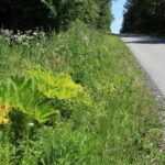 Barszcz Sosnowskiego rosnący wzdłuż drogi na odcinku Włochy-Szarbków / Marta Gajda / Radio Kielce