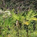 Barszcz Sosnowskiego rosnący wzdłuż drogi na odcinku Włochy-Szarbków / Marta Gajda / Radio Kielce