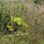 Barszcz Sosnowskiego rosnący wzdłuż drogi na odcinku Włochy-Szarbków / Marta Gajda / Radio Kielce