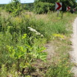 Barszcz Sosnowskiego rosnący wzdłuż drogi na odcinku Włochy-Szarbków / Marta Gajda / Radio Kielce