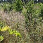 Barszcz Sosnowskiego rosnący wzdłuż drogi na odcinku Włochy-Szarbków / Marta Gajda / Radio Kielce