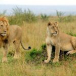 Kenia / Dominika Zaręba