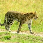 Kenia / Dominika Zaręba