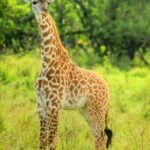 Kenia / Dominika Zaręba