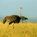 Kenia / Dominika Zaręba