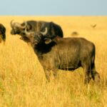 Kenia / Dominika Zaręba