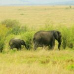 Kenia / Dominika Zaręba