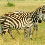 Kenia / Dominika Zaręba