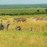 Kenia / Dominika Zaręba