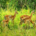 Kenia / Dominika Zaręba