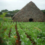 Kuba / Dominika Zaręba