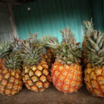 Kuba / Dominika Zaręba