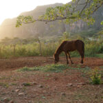 Kuba / Dominika Zaręba