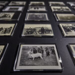 Wystawa „Obraz Cyganów. Cyganie w obrazach – zbiór cyganaliów z kolekcji Andrzeja Grzymała-Kazłowskiego” / Michał Walczak